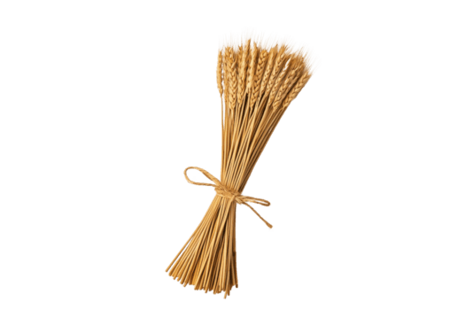 ein bündeln von golden Weizen Stiele gebunden mit einfach Schnur, isoliert auf Transparenz Hintergrund, präsentieren natürlich Textur und Farbe von Getreide. perfekt zum landwirtschaftlich Themen png