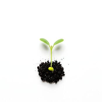 Sprout Growing in Soil on White Background Germination Concept photo