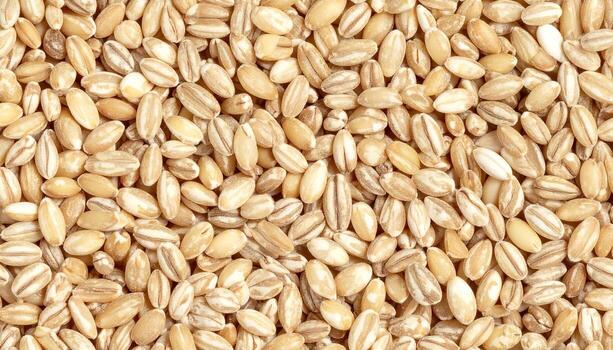 A close-up view reveals a tightly packed collection of beige, oval-shaped grains, showcasing various textures and highlights. The arrangement forms a dense, almost cobblestone-like pattern photo