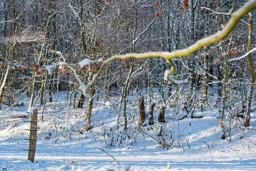 Snowy winter forest with thin trees and wire linked posts. photo