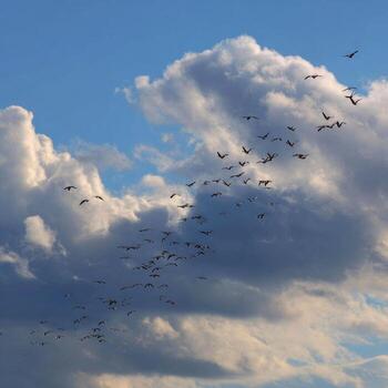 Flock of birds soaring through a partly cloudy sky photo