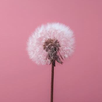 Close-up of a dandelion seed head against a pink background photo
