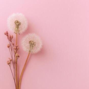 dos delicado, seco diente de león bocanadas y un pequeño racimo de seco rosado flores en contra un suave rosado fondo foto