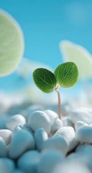 Close-up of a small sprout emerging from white stones against a light-blue backdrop photo