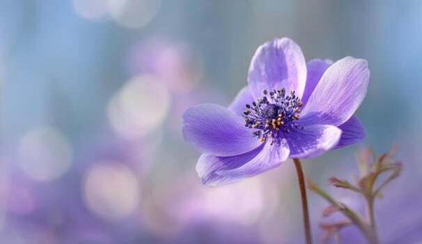 Delicate purple flower, soft bokeh background photo