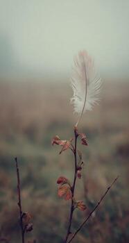 Delicate feather on a branch in a misty field photo
