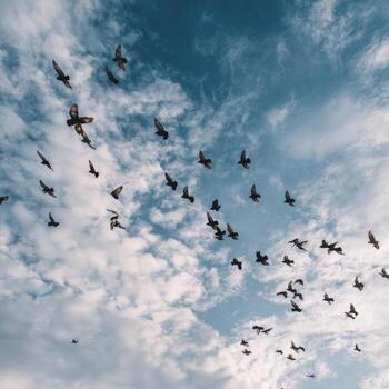 A flock of birds soars through a cloudy sky photo