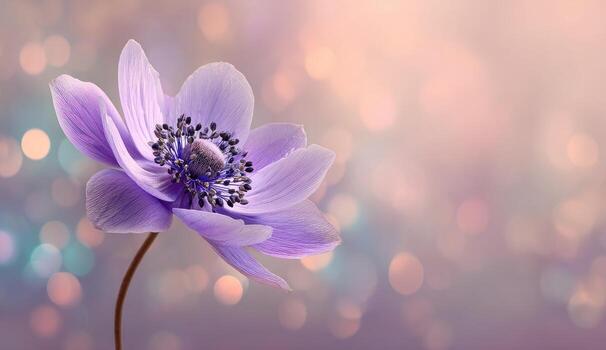 Close-up of a delicate, lavender-colored anemone flower against a soft, pastel bokeh background photo