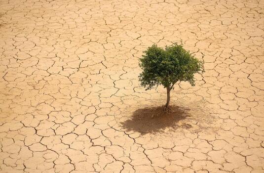 un solitario árbol en un seco campo foto