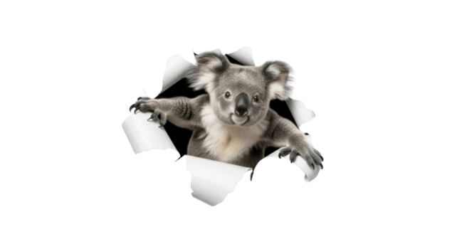 Adorable koala emerging through a torn paper hole with playful curiosity, creating a unique and dynamic visual for various creative design projects, perfect for adding an element of surprise png