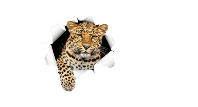 Powerful leopard bursts through a torn paper background, showcasing its wild nature and dynamic energy in a captivating visual effect png