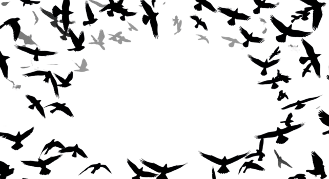 Dynamic flock of black bird silhouettes in flight, forming a graceful natural frame on a transparent background, ideal for abstract design overlays and visual compositions png