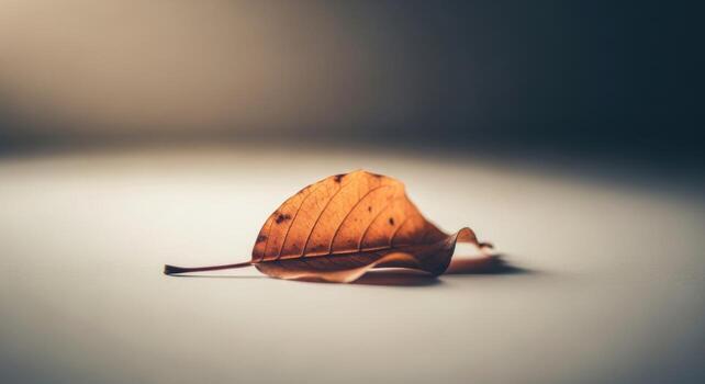 A single leaf lying on a table in front of a light photo