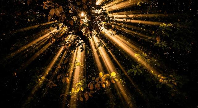 Sunbeams shining through the leaves of a tree photo