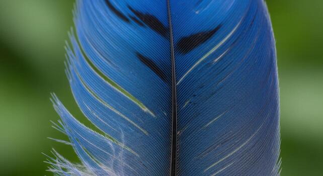 Macro close up view of a vibrant blue jay feather with intricate barb and barbule patterns photo