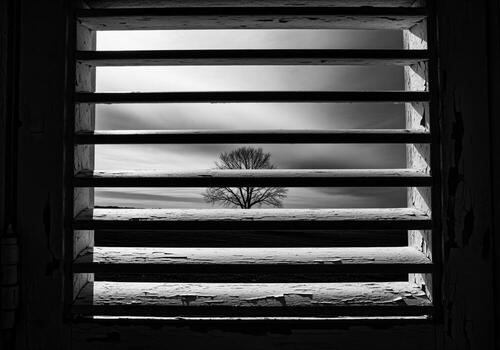 Black and white view through distressed window shutter slats to a solitary bare tree photo