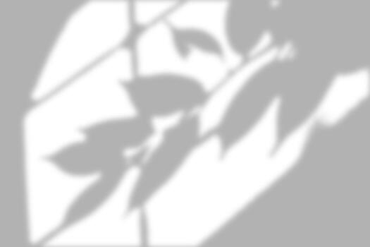 Clear window frame shadows with leafy patterns against a light white background. photo
