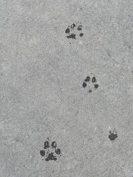 Black animal paw prints on gray concrete surface, natural pattern of pet footprints left while walking on wet ground. photo