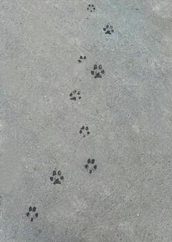 Animal paw prints on gray concrete background. photo