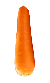 uno Zanahoria raíz en vertical aislado con recorte camino en archivo formato png