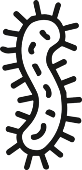 a bacterium with a curved body and spiky outer layer, representing microbiology and microscopic organisms. png