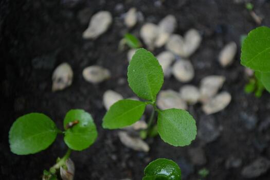 A plant with green leaves and seeds on the ground photo