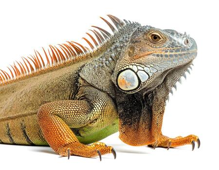 Green iguana stares intently on white background, showcasing its textured skin and spiky dorsal crest in a studio setting, creating a striking reptile portrait. photo