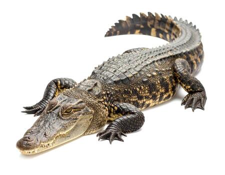 Crocodile resting on a white surface, displaying its textured skin and powerful build in a studio shot, creating a sense of wildlife observation. photo