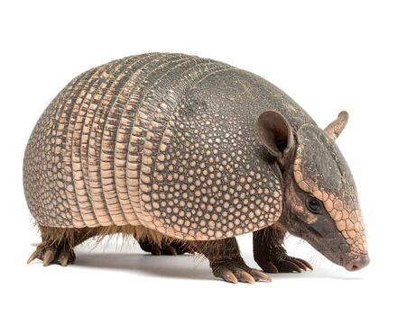 Armadillo walks on a plain white surface, showcasing its unique shell and armored appearance, creating a sense of curiosity. photo