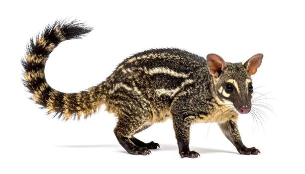 Asian palm civet walks on white background, showcasing its distinctive striped pattern and bushy tail in a studio setting, creating a clean and informative image. photo