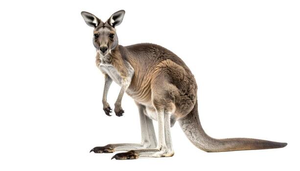 Kangaroo stands tall on a white surface, looking directly at the camera with curious eyes, showcasing its unique posture and muscular build. photo