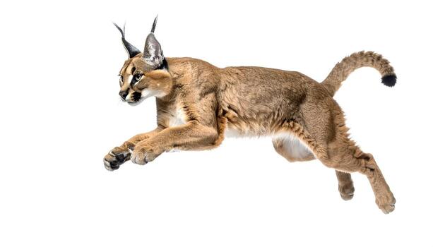 lince saltos graciosamente mediante el aire en un blanco aislado fondo, exhibiendo sus agilidad y poder en un dinámica y cautivador momento. foto