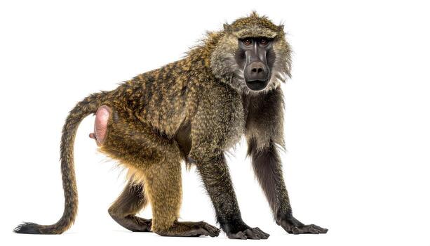 Olive baboon stands on all fours against a white backdrop, looking directly at the camera with a curious expression, showcasing its unique features and posture. photo