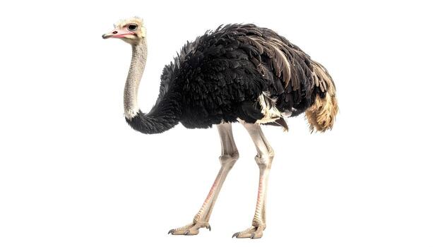 Ostrich stands tall on a white background, showcasing its unique feathers and long neck in a simple, elegant composition. photo