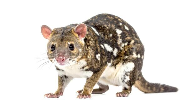 manchado quoll soportes alerta en blanco fondo, exhibiendo sus único marcas y curioso expresión en un estudio configuración, creando un cautivador fauna silvestre retrato. foto