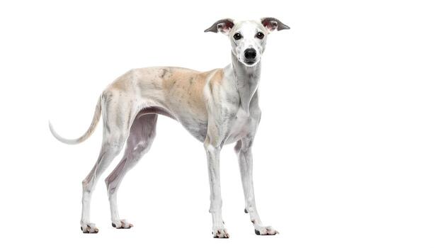 Elegant whippet stands attentively against a stark white backdrop, showcasing its slender build and graceful posture in a studio setting, radiating poise and sophistication. photo