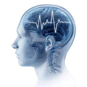 concetto testa illustrazione mostrando un' svenire cardiogramma pulse entro un' traslucido cervello regione, freddo pendenza a partire dal ardesia grigio per indaco, isolato su trasparente sfondo. png