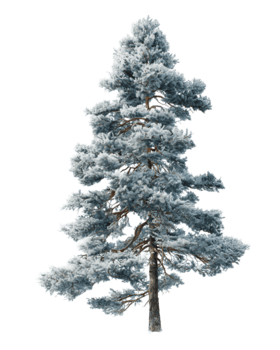 alto abete rosso albero con leggermente curvo tronco e bene cluster aghi, delicato brina spolverare su rami, naturale inverno dettaglio, isolato su trasparente sfondo. png