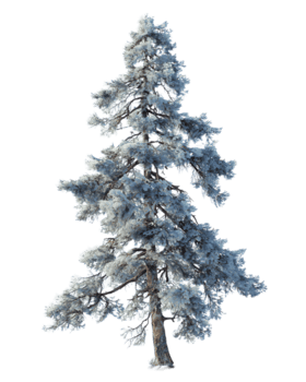 enda gran träd terar asymmetrisk förgrening och en svag lager av glasera, böjd trunk och detaljerad nål strukturera, isolerat på transparent bakgrund. png