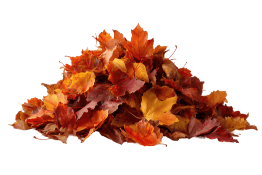 mucchio di colorato autunno le foglie con arricciato bordi e stratificato struttura, ricco pendenza a partire dal ambra per cremisi, sparpagliato composizione, isolato su trasparente sfondo. png