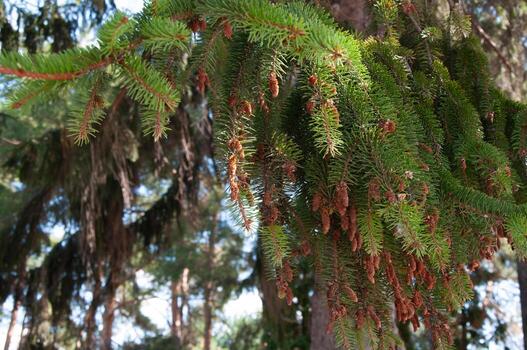 Spruce tree branches with green needles and brown cones in daylight. A botanical close-up of coniferous foliage in a forest setting photo