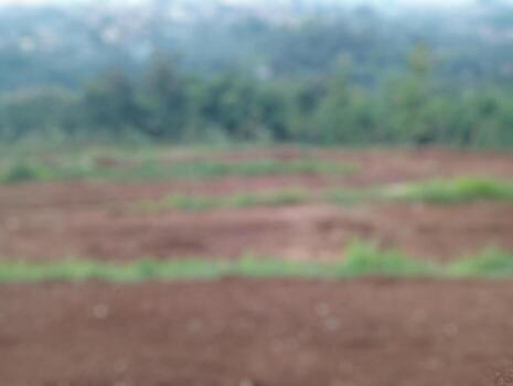Out-of-focus image showing farmland soil with scattered grass patches and distant trees in natural background. photo
