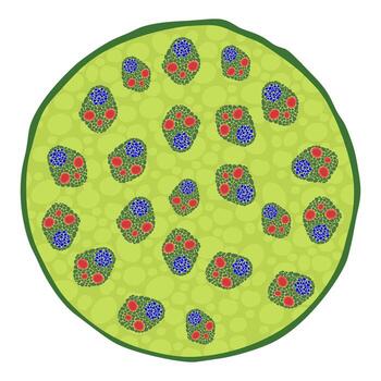 Cross section of monocot stem structure vector