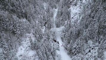 Antenne Aussicht von schneebedeckt Wald Weg mit Menschen Gehen entlang Winter Pfad umgeben durch schneebedeckt Bäume und Berge, Erstellen heiter Reise und Natur Szene. video