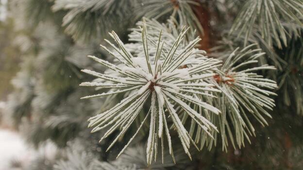Snow Rests on Evergreen Needles on a Cold Winter Day in the Forest photo