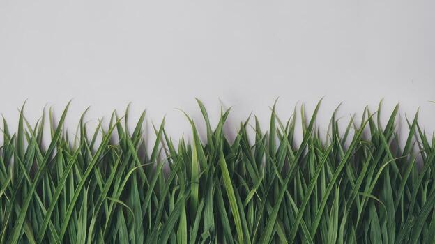 Green Grass Blades Are Arranged at the Bottom With a White Background photo