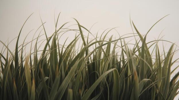 Close up of Decorative Green Grass Blades Against a Plain Background Creating Soft, Natural Textures photo