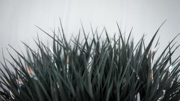 Close up of Ornamental Grass Blades Against a Plain Background, Creating a Natural Texture photo