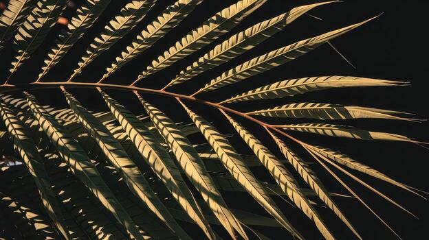 Fern Frond Detail Shot Showing Intricate Patterns on Dark Background photo