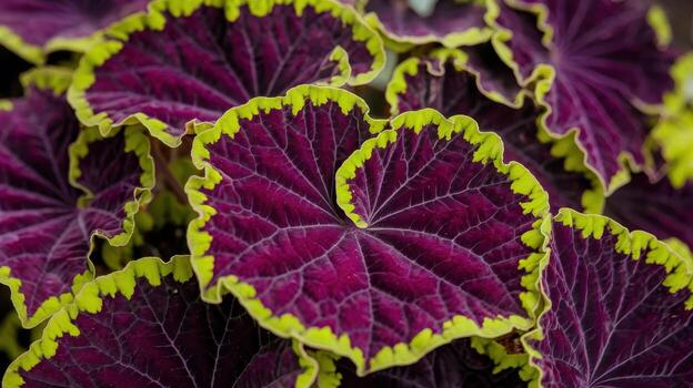 Close View Shows Burgundy Leaves Edged in Yellow on a Rex Begonia Vine photo